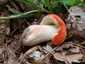 Piros galambgomba (Russula lepida), Zemplén